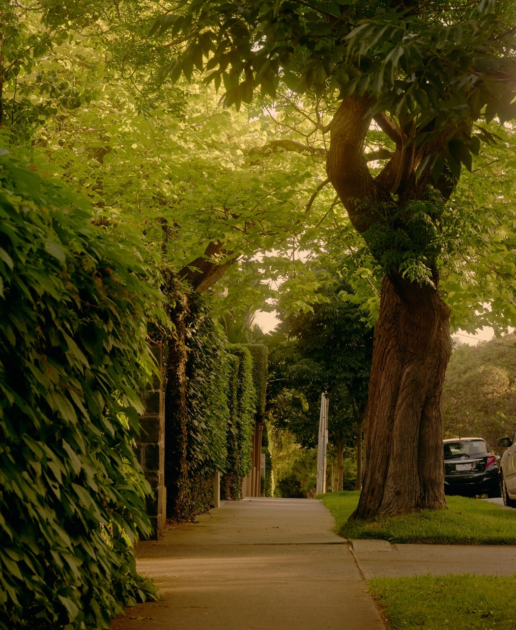 Avoca South Yarra, Avoca Streetscape